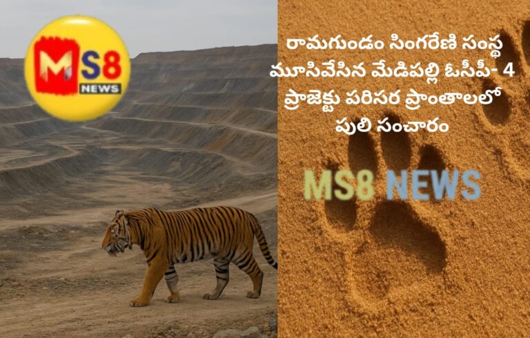 రామగుండం OCP-IV ప్రాజెక్ట్ పరిసర ప్రాంతాల్లో పులి సంచారం