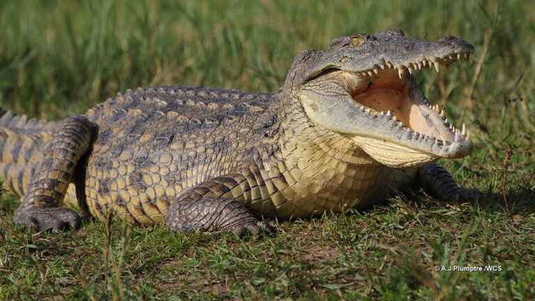 పొలాల్లో మొసలి ప్రత్యక్షం తాళ్లతో బంధించిన రైతులు…