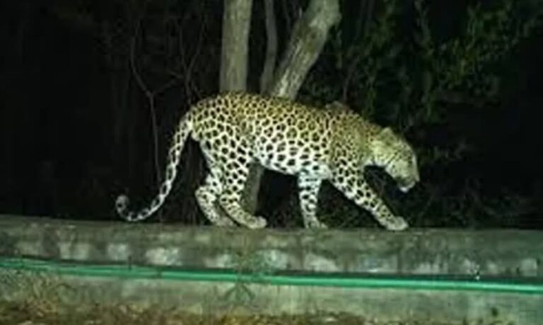 తిరుమల శ్రీవారి మెట్టు మార్గంలో చిరుత సంచారం..