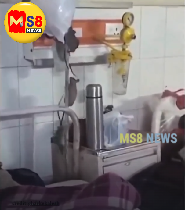 ఆసుపత్రా లేక ఎలుకల నివాసమా?  ​గోండా మెడికల్ కాలేజ్ ఆర్థోపెడిక్ వార్డులో రోగుల ప్రాణాలతో చెలగాటం!